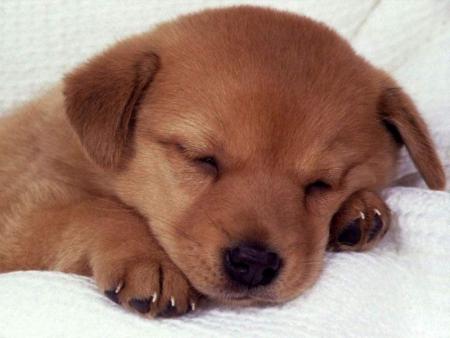 Chien